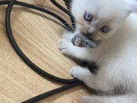 Show kalite british shorthair yavrular