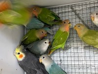 ELE ALIŞTIRMALIK BEBEK SEVDA PAPAĞANLARI