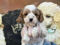 A Kalite Sevimli Ve Oyuncu Maltipoo Yavrum