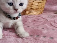British yavru british shorthair kediler sahiplerini arıyor