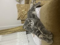 British shorthair kedisi