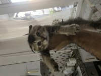 safkan scottish fold