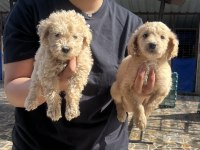 Dev poodle yavrularımız