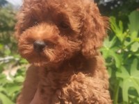 Toy poodle erkek yavru