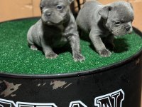 Blue french bulldog yavrularımız yeni ailelerini arıyor
