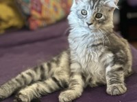 Maine coon - sadece ömürlük yuvalar seçilir