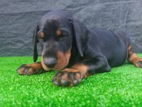 A şecere safkan doberman yavruları