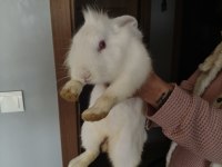 Yeni Zelanda tavşanı 7 aylık dişi