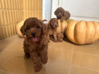 Birbirinden Güzel #Toypoodle Yavrularımız