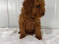 Poodle Köpeğimizi Kaçıran Üzülür