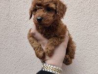 Orijinal Toy Poodle Yavrular Kocaeli