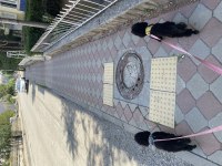 2 Poodle cinsi köpek egitimli