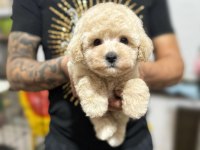 MALTİPOO YAVRULARIM