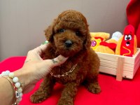 Safkan Toy Poodle Yavrularımız