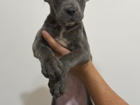BLUE CANE CORSO DİŞİ YAVRU