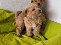 Maltipoo bebeklerimiz