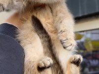 British shorthair golden kardeş dişi bebekler