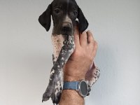 Puanter bebek köpeğimiz