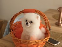 Teddy bear pomeranian yavrularımız