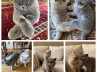 Lilac Renk Koca Yanaklı British Shorthair Yavrular