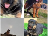 Showline erkek alman çoban köpeği yavru