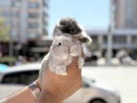 CÜCE ORJİNAL BEBEKLER İÇİN ARAYINIZ
