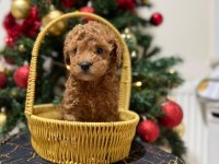 Toy Poodle bebeklerimiz yuvasını arıyor