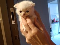 50 günlük scottish fold bebekler