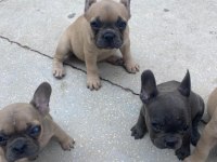 Fransız bulldog bebeklerimiz 66 günlük