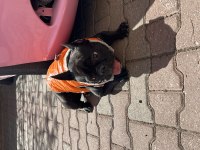 Dişi tecrübeli french bulldog