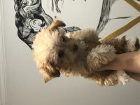 Yavru Maltipoo!