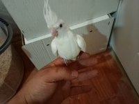 Ter temiz albino sultan papağanı yavrular