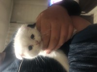 Minik scottish fold kuzularımız sahiplendirilecektir