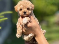 Minik ve Şirin Teacup Maltipoo