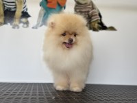 Çok özel tea cup pomeranian boo yavrularımız