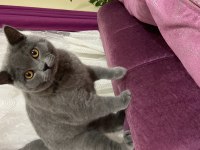 British shorthair kedimiz Yekta yeni ailesini arıyor