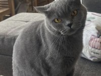 Ücretsiz British Shorthair Kedisi