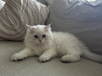 3.5 aylık british longhair yavru bundan sevimlisi yok