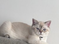Sahiplendirilecek British Shorthair 8 Aylık