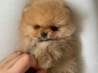 Mükemmel ayı surat pomeranian boo