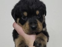 Kaliteli Rottweiler Yavrularımız