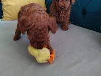 Show kalite toy poodle lar petmode köpek çiftliğinde