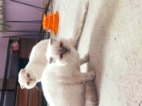 Scottish Fold 1 Yaşında dişi Blue Point