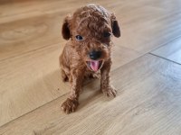 Toypoodle Minik Yavrularımız 