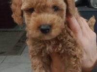 red brown toy poodle