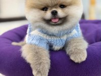 Sağlık ve ırk garantili Pomeranian Boo