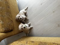 Maltipoo yavru sahiplendirme
