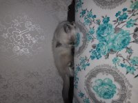 Blue point british shorthair