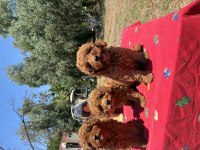 MİNYATÜR POODLE KÖPEKLER