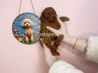 Irk Ve Sağlık Garantili Toy Poodle Yavrularımız